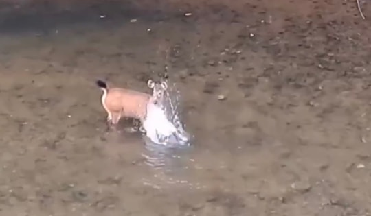 Khoảnh khắc hiếm: Nai rừng vỗ nước giữa suối ở Pù Mát