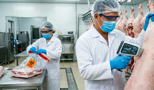 Rủi ro nghề nghiệp và hệ lụy sức khỏe từ hàng trăm tấn thịt lợn bệnh