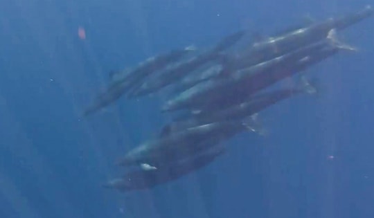 Hiếm gặp: Đàn cá voi gần 100 con bơi lượn quanh ca nô ở đảo Phú Quý