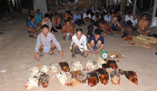 Phá sới đá gà ăn tiền, tạm giữ 35 người