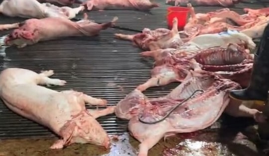 Thịt lợn bệnh vào bếp ăn trường học nguy hiểm thế nào?