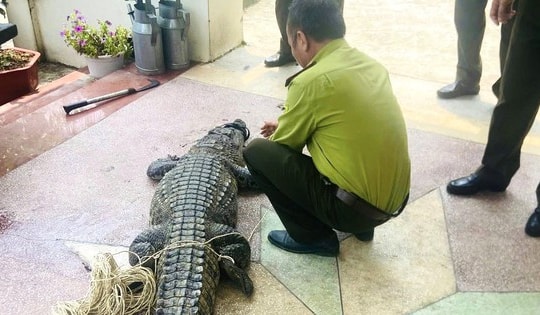 Nam thanh niên bất ngờ phát hiện cá sấu nặng 50kg bị lạc dưới kênh mương nội đồng