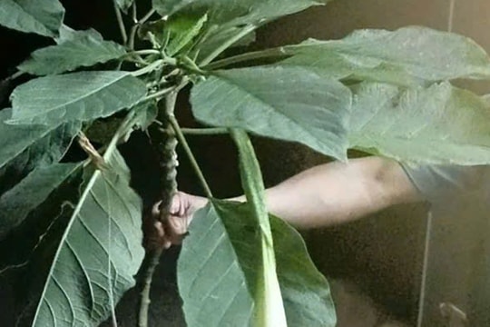 Suýt mất mạng vì ăn nhầm lá rừng: Câu chuyện cảnh báo cho những tín đồ ẩm thực