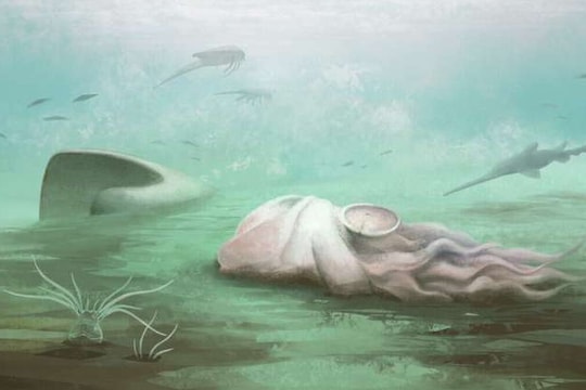 Sự thật gây sốc về kỷ lục hóa thạch bạch tuộc 'cổ nhất thế giới'