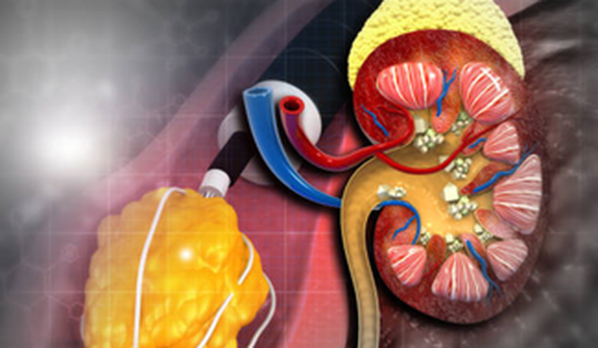 Phát hiện loại thuốc mới đầy hứa hẹn trị bệnh thận hiếm nguy hiểm