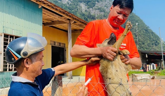 Đẩy mạnh các biện pháp phòng, chống khi bệnh dại vào mùa