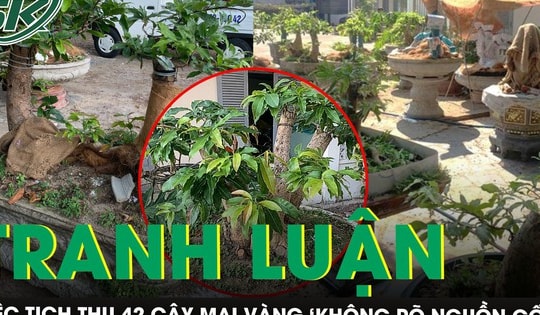 Tranh luận việc Kiểm lâm Côn Đảo tịch thu 42 cây mai vàng của người dân đang chăm sóc tại nhà