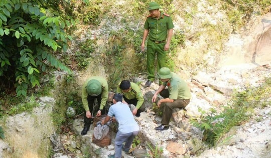 Thả rắn hổ mang chúa quý hiếm về rừng tự nhiên