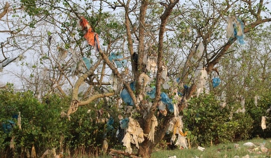 Rừng bần nguyên sinh ven sông Lam 'nghẹt thở' trong rác thải