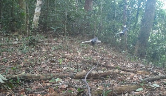 Những loài động vật quý hiếm vừa ghi nhận qua bẫy ảnh ở Bạch Mã