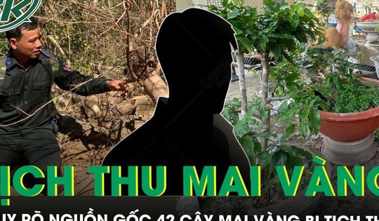 Chủ nhân 42 cây mai vàng quyết khiếu nại đến cùng, Côn Đảo yêu cầu truy rõ nguồn gốc