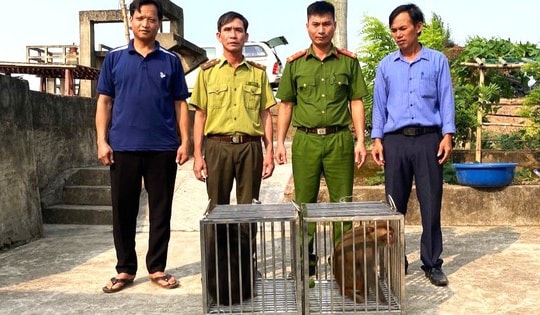 Bắt được hai cá thể khỉ quý hiếm đi lạc, người đàn ông vội giao nộp cho công an