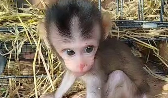 Sự hồi sinh của chú khỉ con có mẹ bị bắn chết khi nó mới 1 tháng tuổi