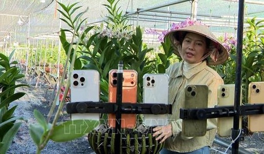 Trồng lan cảnh nghệ thuật cho lợi nhuận 2 tỷ đồng/năm