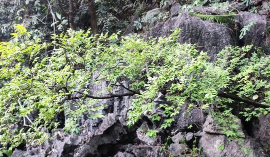 Vì sao cây muội hồng bị cấm khai thác?