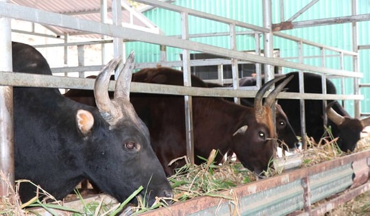 Cuốn hút với đàn động vật lai quý hiếm ở Việt Nam