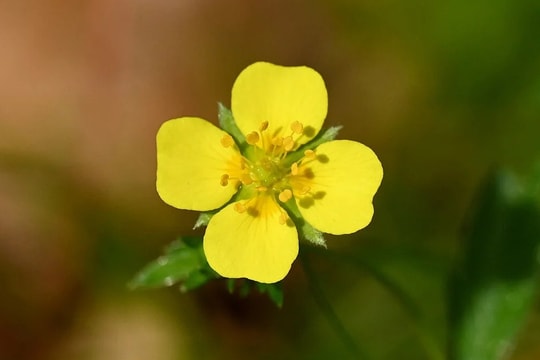 Loài hoa dại tí hon có thể là 'vũ khí' chống lại siêu vi khuẩn