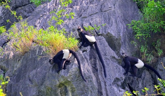 Chiêm ngưỡng voọc mông trắng leo trèo trên cây muội hồng bị săn lùng trong rừng tự nhiên