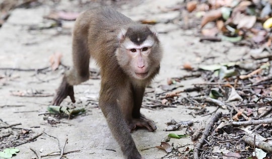 Ở nơi có nhiều loài cây trong Sách Đỏ và dễ gặp động vật quý hiếm