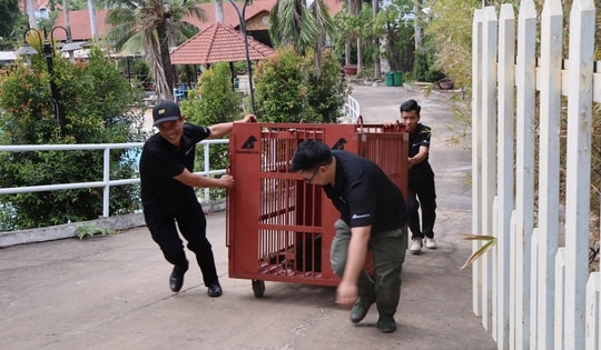 Cận cảnh cứu hộ 4 cá thể gấu quý hiếm về Vườn quốc gia Bạch Mã