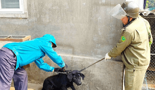 Hà Tĩnh tăng cường phòng chống bệnh dại, cảnh báo từ sự chủ quan