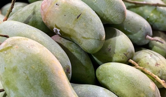 Tiểu thương bật mí cách chọn loại xoài đang ‘làm mưa làm gió’ thị trường Việt, vừa giòn vừa ngọt, quả nào cũng dày thịt, hạt mỏng dính