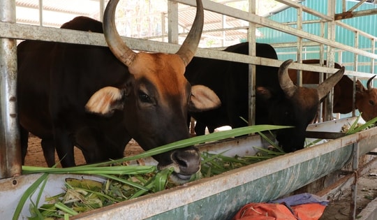 Đàn động vật quý hiếm lai ở Việt Nam được bồi dưỡng như thế nào để vượt qua nắng nóng?