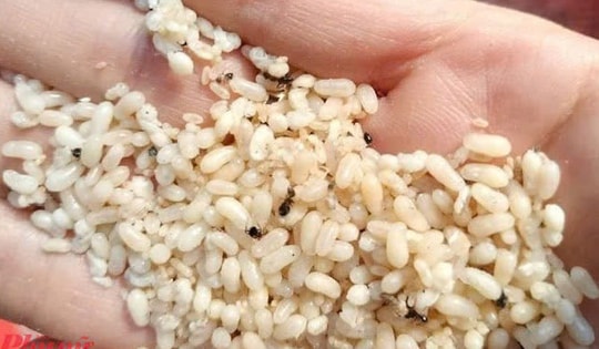 Ăn trứng kiến, người phụ nữ 63 tuổi bị sốc phản vệ