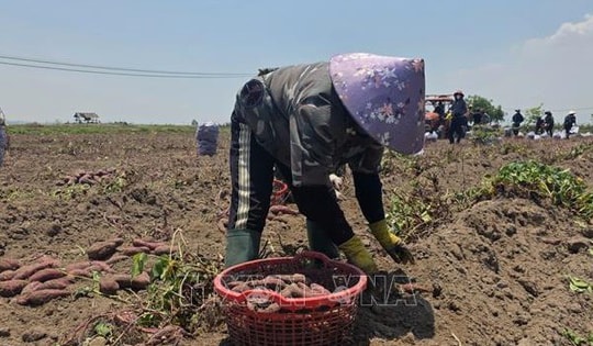 Cung vượt cầu, giá khoai lang tại Gia Lai giảm sâu