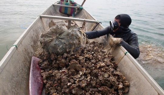 Nghề 'săn' đặc sản dưới đáy sông Nhật Lệ