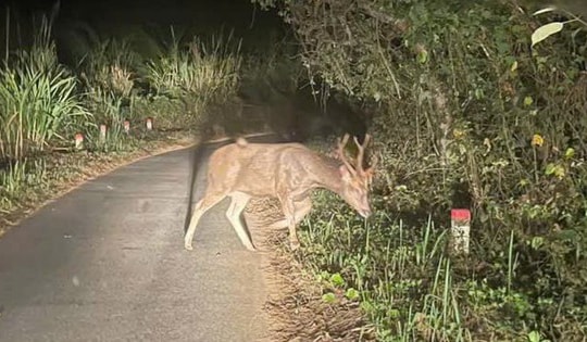 Giám đốc Vườn quốc gia chỉ ra những việc người dân cần làm khi gặp động, thực vật quý hiếm