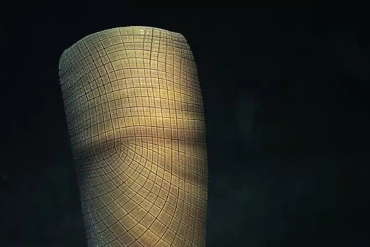 Hóa thạch bọt biển giúp vén màn bí ẩn kéo dài gần 160 triệu năm