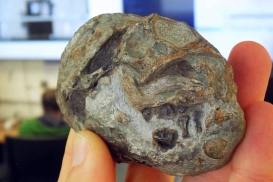 Hóa thạch 250 triệu năm tuổi hé lộ sự thật 'sốc' về động vật có vú