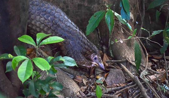 Thả 9 cá thể tê tê quý hiếm về Vườn Quốc gia Cúc Phương và Bạch Mã