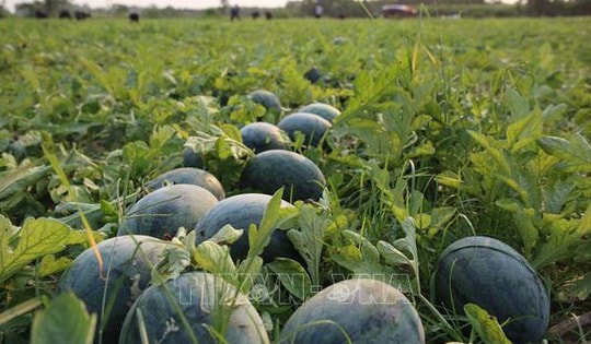Giá dưa hấu xuống thấp, nông dân lao đao giữa vụ thu hoạch
