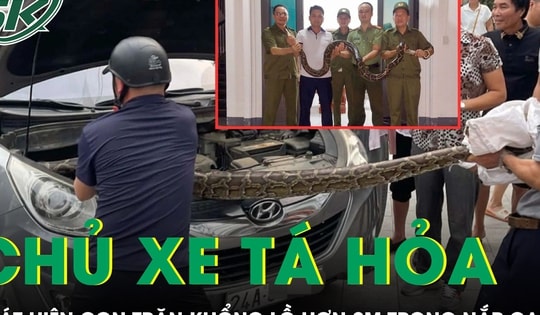 Chủ xe tá hỏa phát hiện con trăn khổng lồ hơn 2m nấp trong nắp capô ô tô con