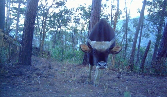 Phát hiện nhiều cá thể động vật quý hiếm xuất hiện tại vườn quốc gia ở Khánh Hòa