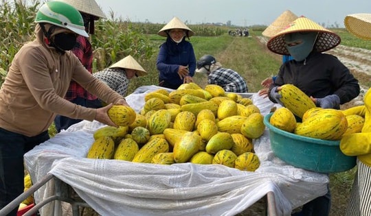 Ấm lòng cảnh dân làng "giải cứu" 10 tấn dưa cho người phụ nữ bị gãy chân