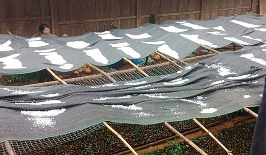 Mưa đá trắng xóa, dày đặc ở Sơn La làm hỏng hoa màu của người dân