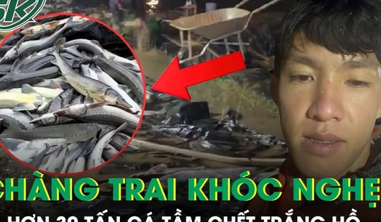 Chàng trai khóc nghẹn vì hơn 30 tấn cá tầm chết trắng hồ, thiệt hại hàng tỉ đồng