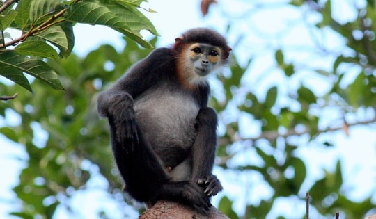 Ngắm các loài động, thực vật quý hiếm tại 2 Vườn Quốc gia ở Khánh Hoà