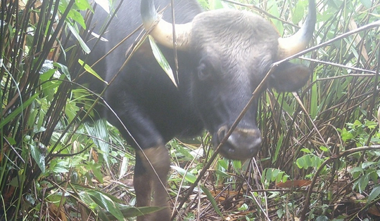 Loạt ảnh "chụp lén" động vật quý hiếm trong núi rừng Quảng Ngãi