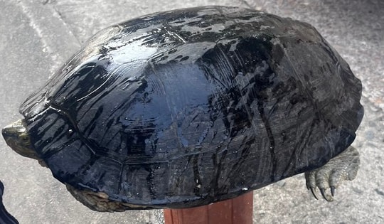 Mua rùa nuôi là tiếp tay cho hoạt động săn bắt trái phép