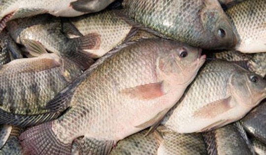 6 lợi ích sức khỏe hàng đầu của cá rô phi
