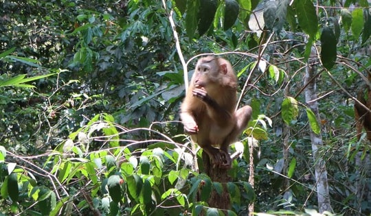 Nhiều động vật quý hiếm được thả về đại ngàn Đắk Lắk chỉ trong một ngày