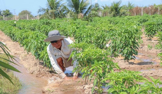 Vùng đất ‘tâm hạn’ ở Khánh Hoà được hồi sinh