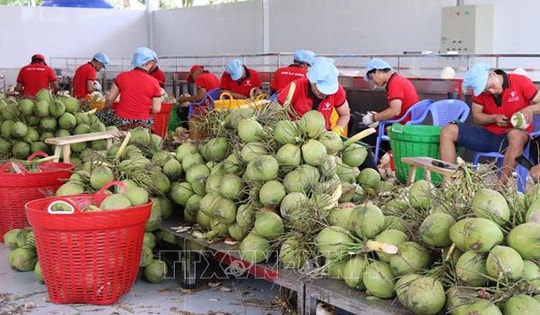 Giá dừa tươi vào mùa nắng nóng tăng gấp 3 lần