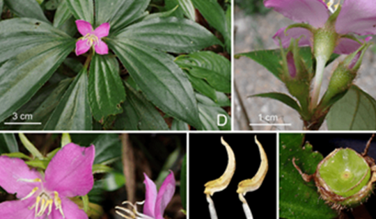 Hai loài thực vật mới phát hiện ở Quảng Trị có đặc điểm gì?
