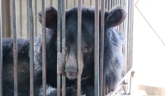 Giải cứu 2 cá thể gấu bị nuôi nhốt nhiều năm về 'nhà mới' ở Bạch Mã