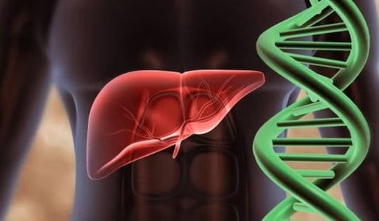 Lần đầu lập bản đồ gene gan người, hé lộ cơ chế bệnh gan nhiễm mỡ